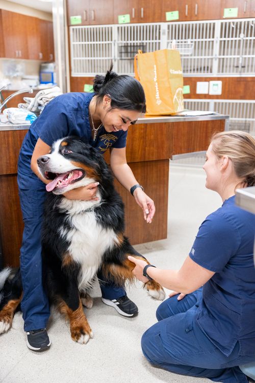 HighQuality Vet Hospital in Leesburg, VA North Oatlands Animal